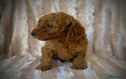 Cockapoo dogs for sale: Apricot & Fox Red F1B Cockapoo Puppies - Image 5