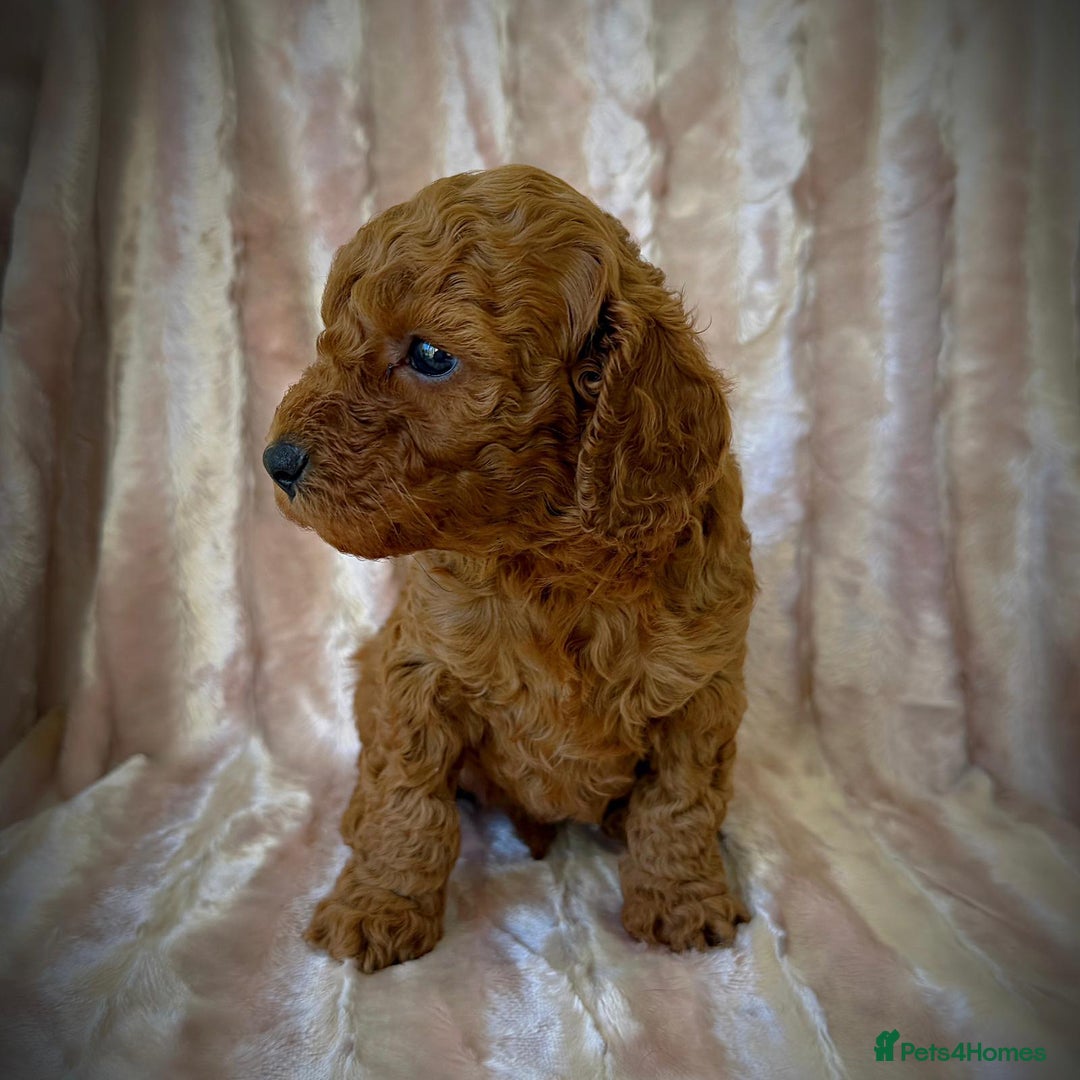 Cockapoo dogs for sale: Apricot & Fox Red F1B Cockapoo Puppies - Image 5
