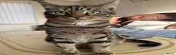 Mixed Breed cats for sale: Neutered Male Cat - Lychee in Preston - Advert 5