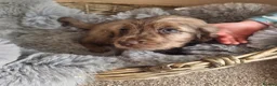 Cocker Spaniel dogs for sale: Rare coloured working type cocker spaniels! - Advert 26