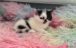 British Shorthair cats for sale: Beautiful gccf British short hair kittens  - Image 19