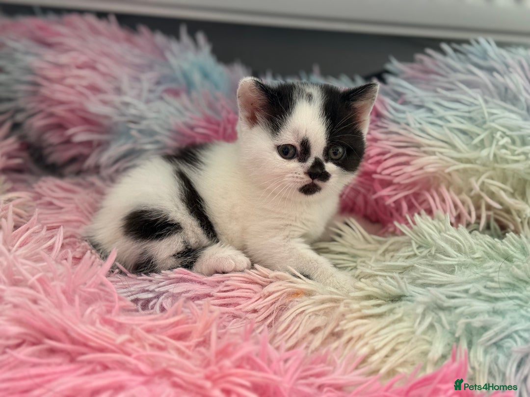 British Shorthair cats for sale: Beautiful gccf British short hair kittens  - Image 19