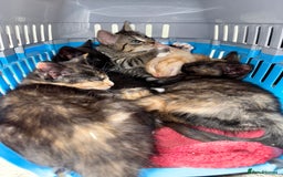 Mixed Breed cats for sale: 4 farm kittens for sale  - Image 8