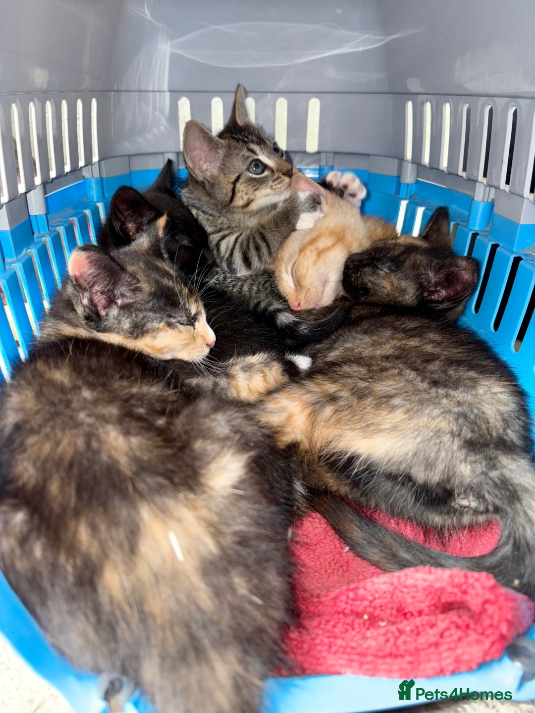Mixed Breed cats for sale: 4 farm kittens for sale  - Image 8
