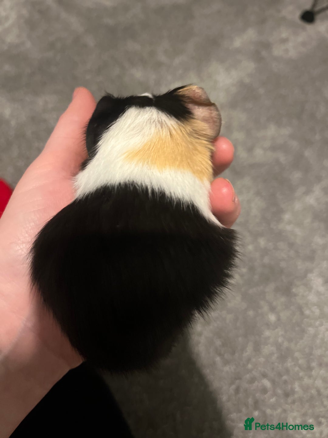 Guinea Pig rodents for sale: Boar guinea pigs looking for homes  - Advert 2