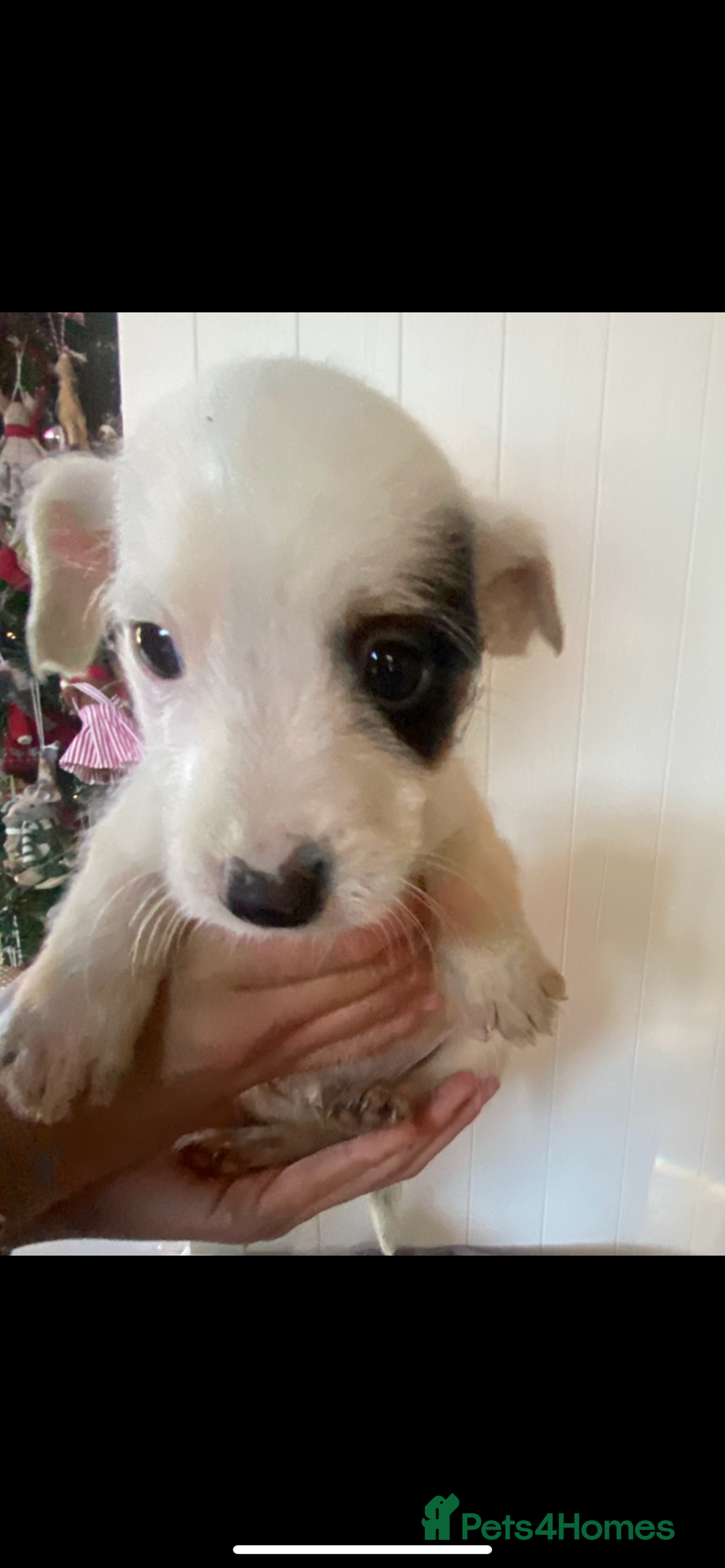 Jack Russell dogs for sale: 3 Jack Russel puppies  - Advert 2
