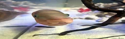 Cichlids fish for sale: Red Terror cichlid 20cm in Staines - Advert 5