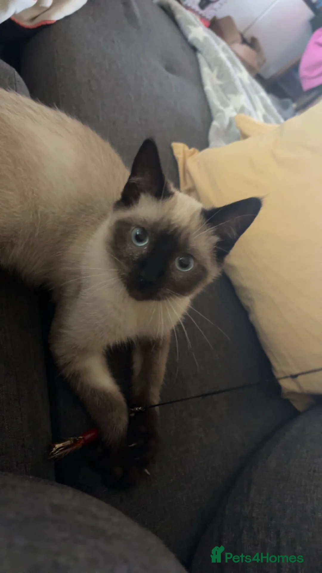 Ragdoll cats for sale: 1 boys for sale ASAP - Advert 2