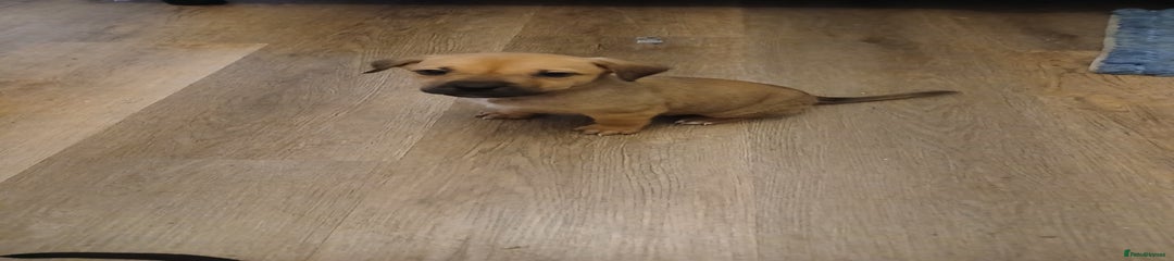 American Bull Staffy Puppy 1