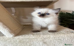 Ragdoll cats for sale: Pure Ragdoll kittens for sale london  - Image 7