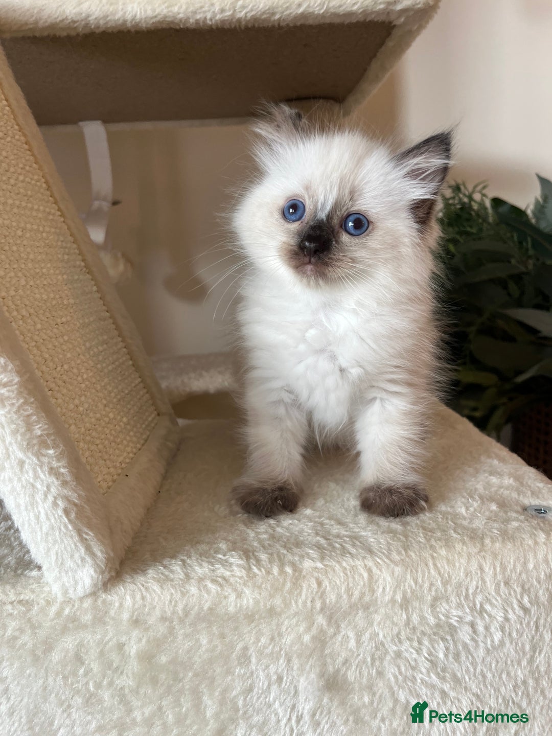 Ragdoll cats for sale: Pure Ragdoll kittens for sale london  - Image 7