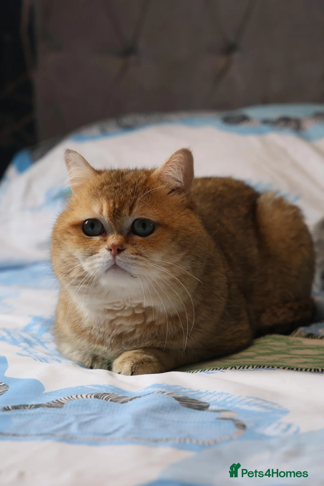 British Shorthair cats for stud: British shorthair Gold Ny12 in Nottingham - Advert 9