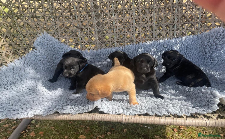 Labrador Retriever dogs - Advert 6