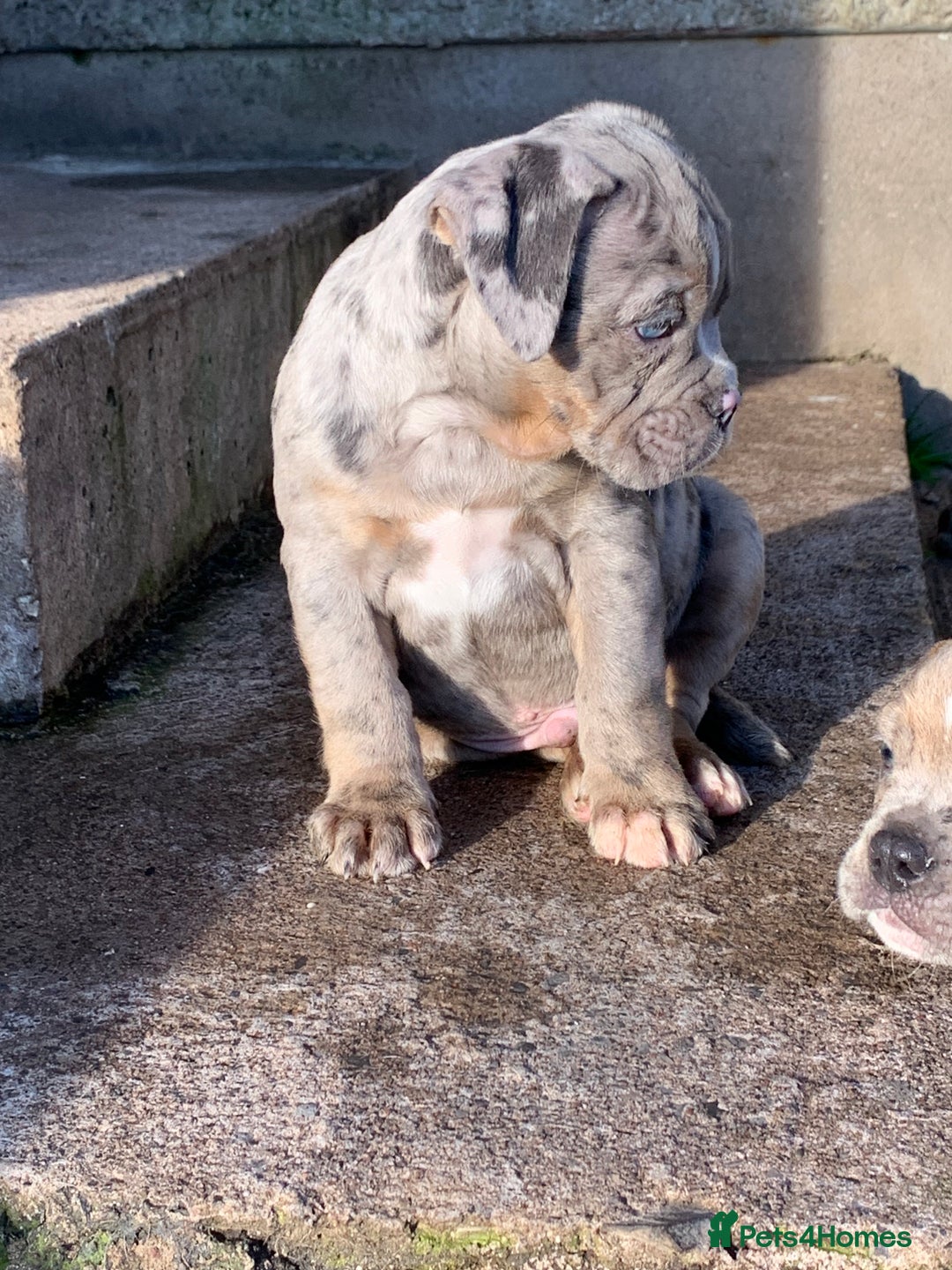 Olde English Bulldogge dogs for sale: Olde English bulldogges generational  - Advert 28