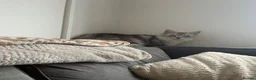 Maine Coon cats for sale: Pedigree Maine coon female - Advert 2