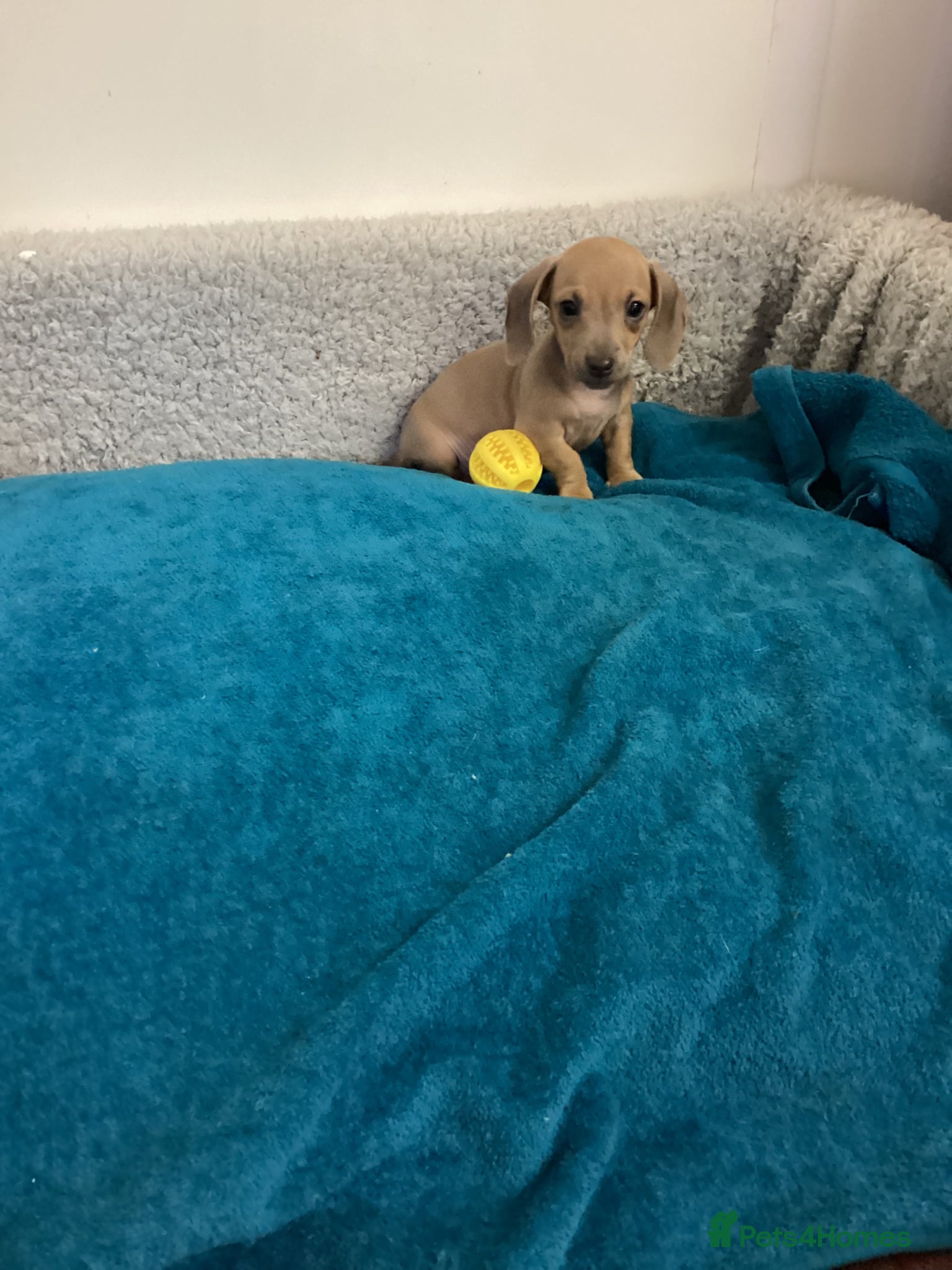 Miniature Dachshund dogs Miniature dachshund  - Advert 13