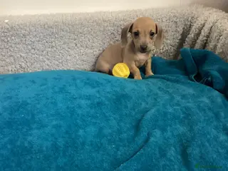 Miniature Dachshund dogs Miniature dachshund - Advert 13