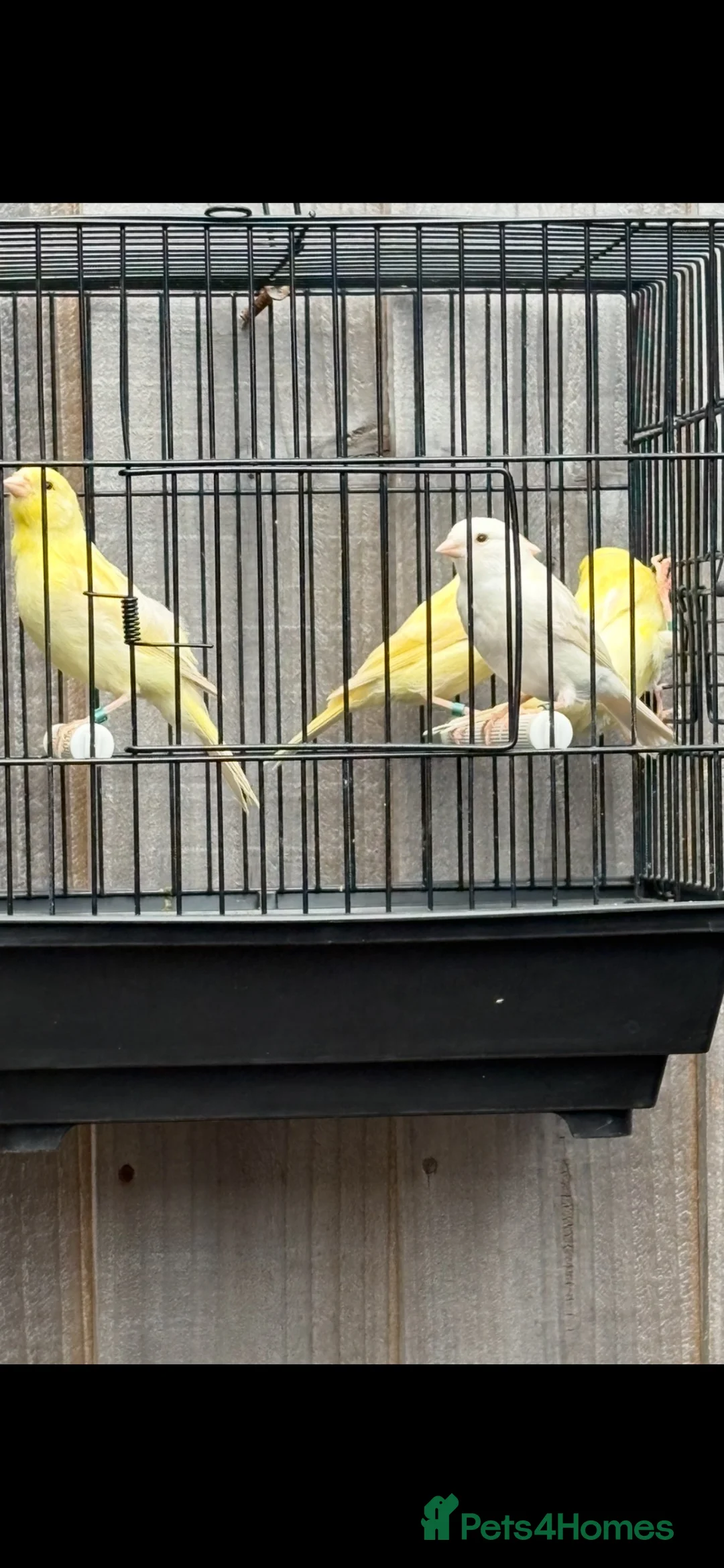 Canaries birds for sale: 4 young Red Eyed Satinette canaries  - Advert 2