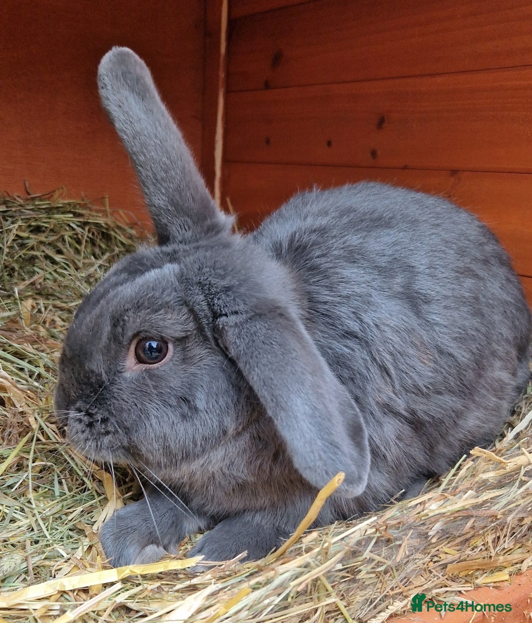 Lionhead rabbits for sale: Beautiful boy bunny - Advert 1