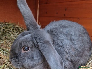 Lionhead rabbits Beautiful boy bunny - Advert 1