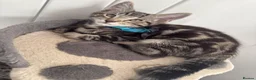 Mixed Breed cats for sale: British Mix Kittens 2 Boys 4 Girls - Advert 27
