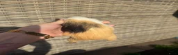 Guinea Pig rodents for sale: Boy guinea pigs for sale - Advert 2