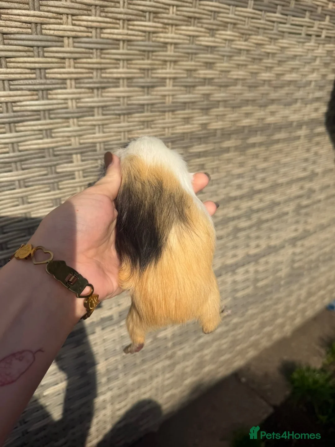 Guinea Pig rodents for sale: Boy guinea pigs for sale - Advert 2