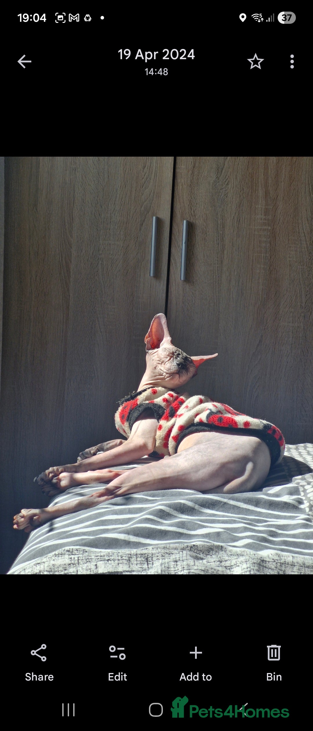 Sphynx cats for sale: 2 year old female seal point  - Advert 6