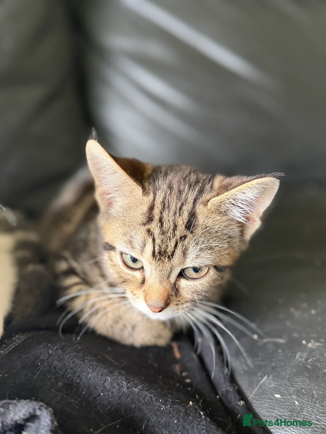 Mixed Breed cats for sale: 2 beautiful kittens looking for there forever home - Advert 2