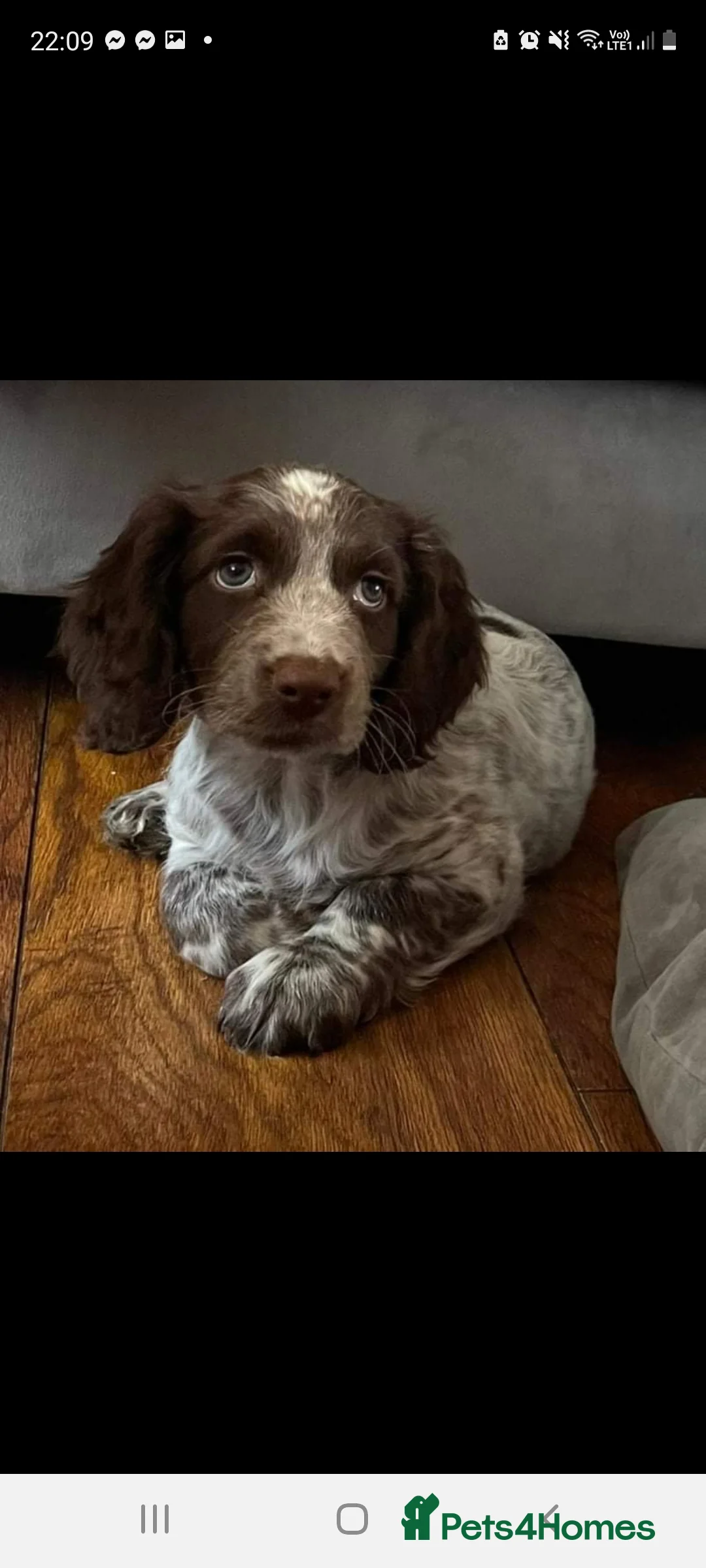 Cocker Spaniel dogs for stud: KC  health tested working cocker spaniel at stud in Malton - Advert 11