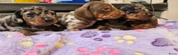 Miniature Dachshund dogs for sale: Stunning KC registered minature Dachshund - Advert 6