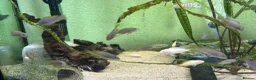 Cichlids fish for sale: Mixed African cichlids for sale in Folkestone - Advert 2