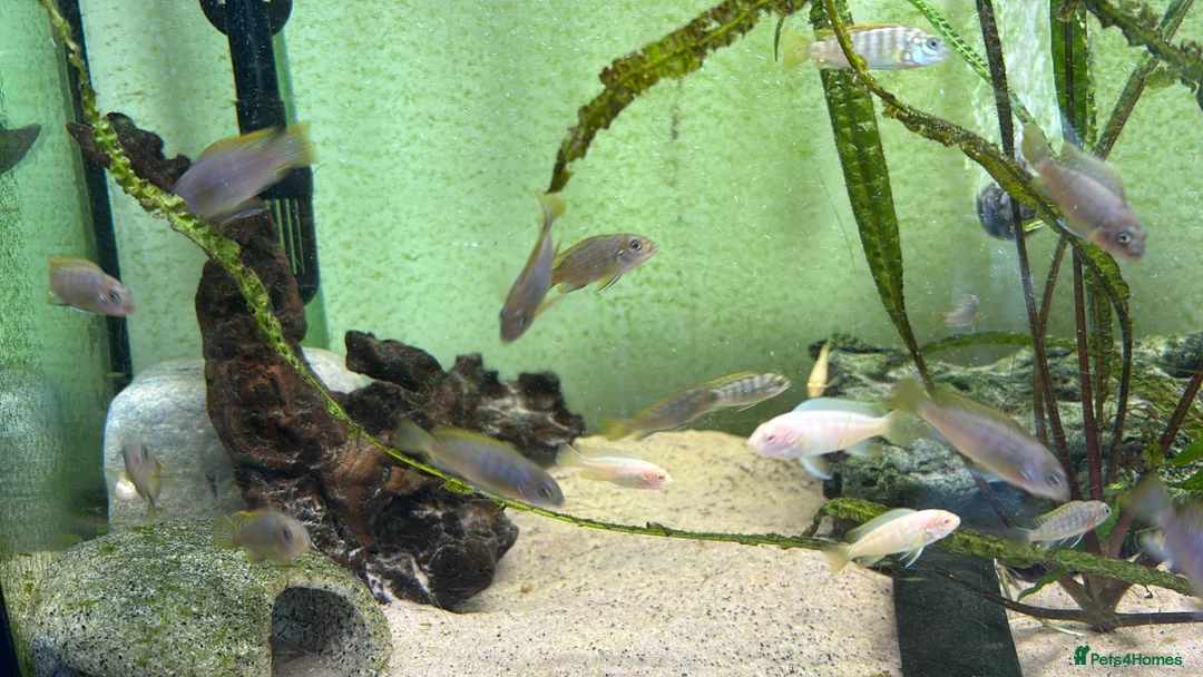 Cichlids fish for sale: Mixed African cichlids for sale in Folkestone - Advert 2