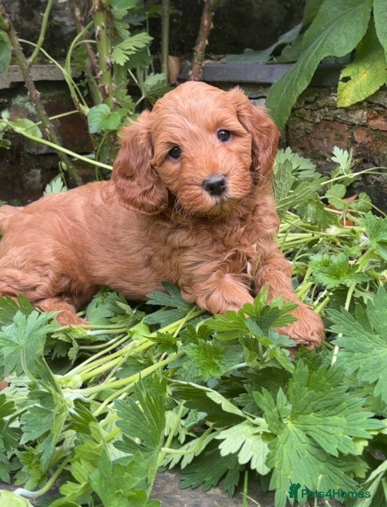 Cockapoo dogs Gorgeous F1B Tan Boy  - Advert 1