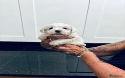 Mixed Breed dogs for sale: READY 🩷🩵F1 Coton de tulear  cross Maltese 😍 - Image 13