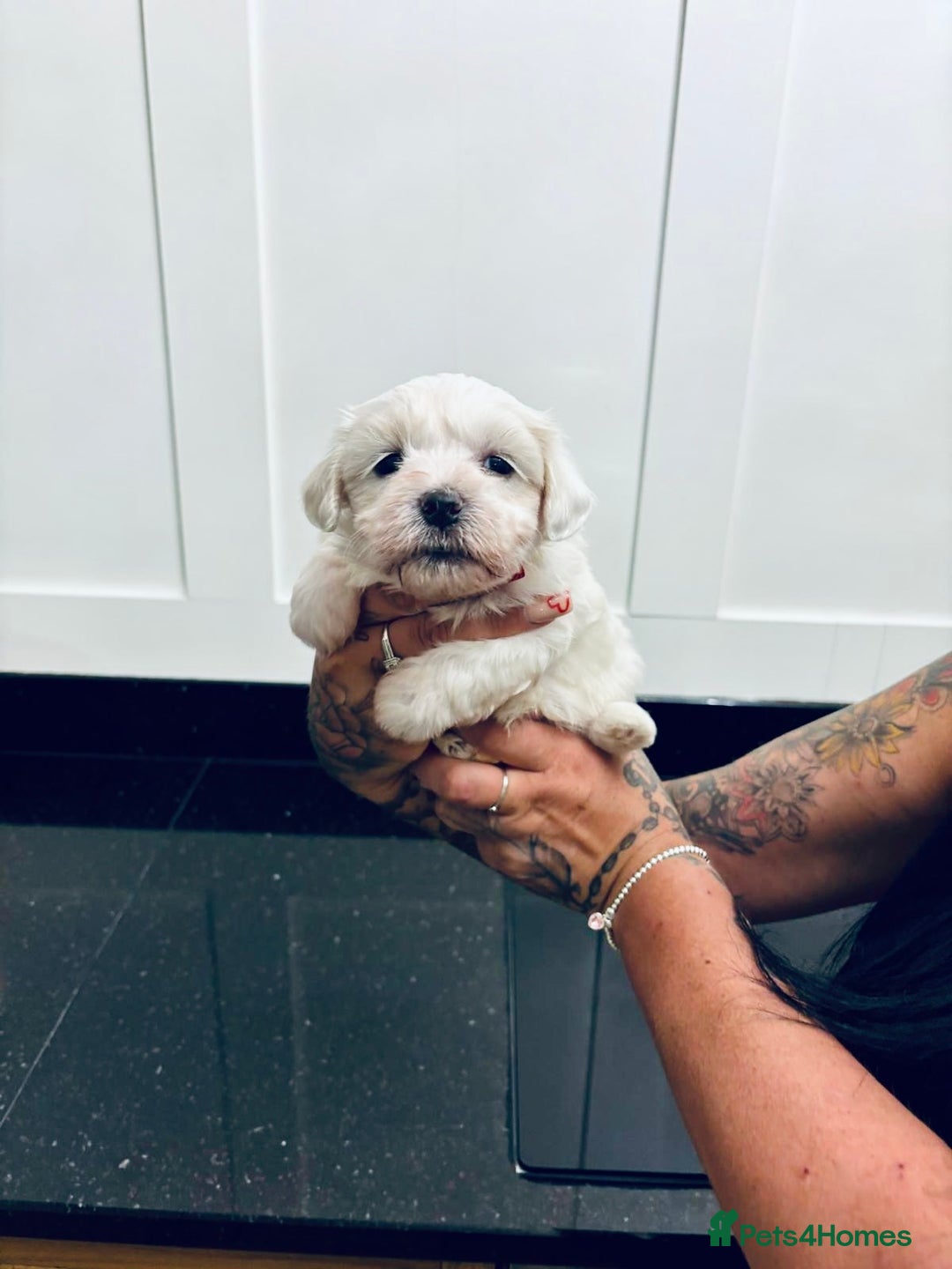 Mixed Breed dogs for sale: READY 🩷🩵F1 Coton de tulear  cross Maltese 😍 - Image 13