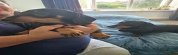 Dachshund dogs for sale: Stunning Standard Smooth hair Dachshund Puppies. - Advert 16