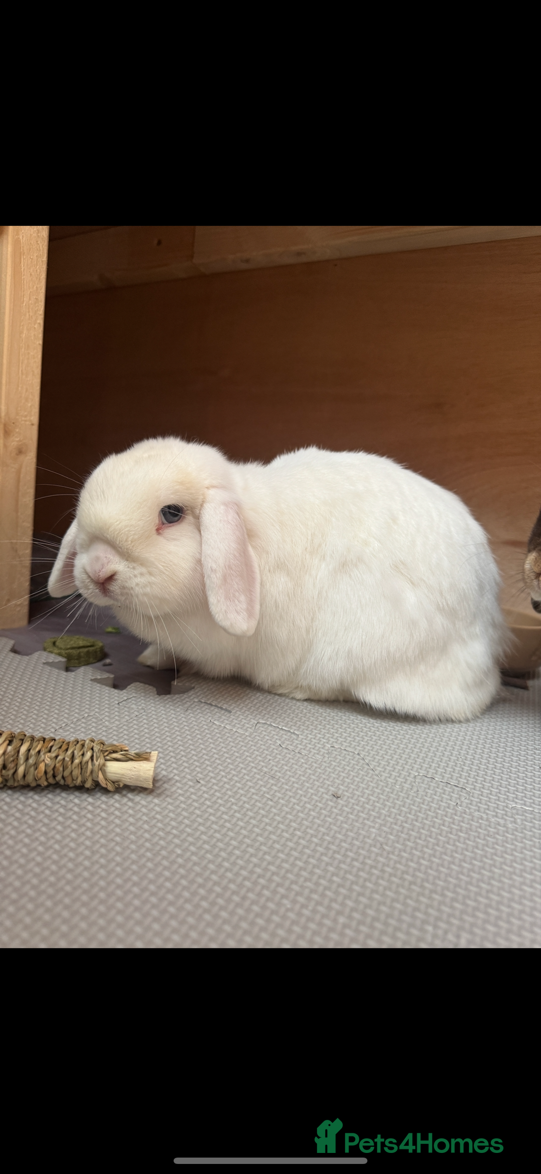 Mini Lop rabbits for sale: Bonded mini lop pair - 1 year olds  - Advert 3