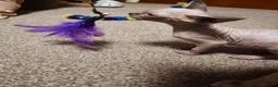Sphynx cats for sale: Sphinx males - Advert 4