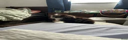 Mixed Breed cats for sale: 3 little kittens are ready now  - Advert 5