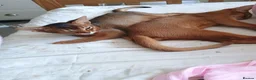 Abyssinian cats for sale: Two stunning Abyssinian male kittens ready now - Advert 2