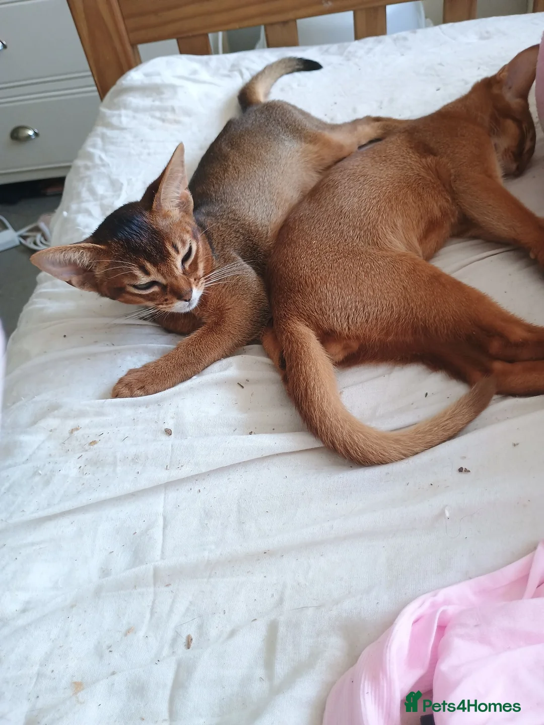Abyssinian cats for sale: Two stunning Abyssinian male kittens ready now - Advert 2
