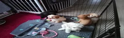 Mixed Breed dogs for sale: Cavapoochon puppies with 5 weeks free insurance  - Advert 16