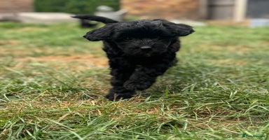 Cockapoo dogs - Advert 5