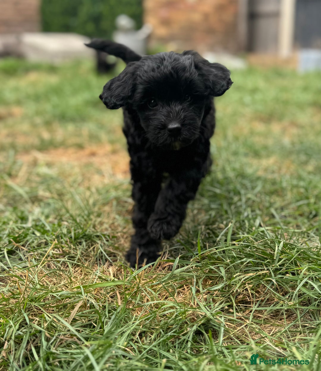 Cockapoo dogs for sale: 🌟 ADORABLE Cockapoo puppies 🌟 ready to leave 🐾 - Image 2