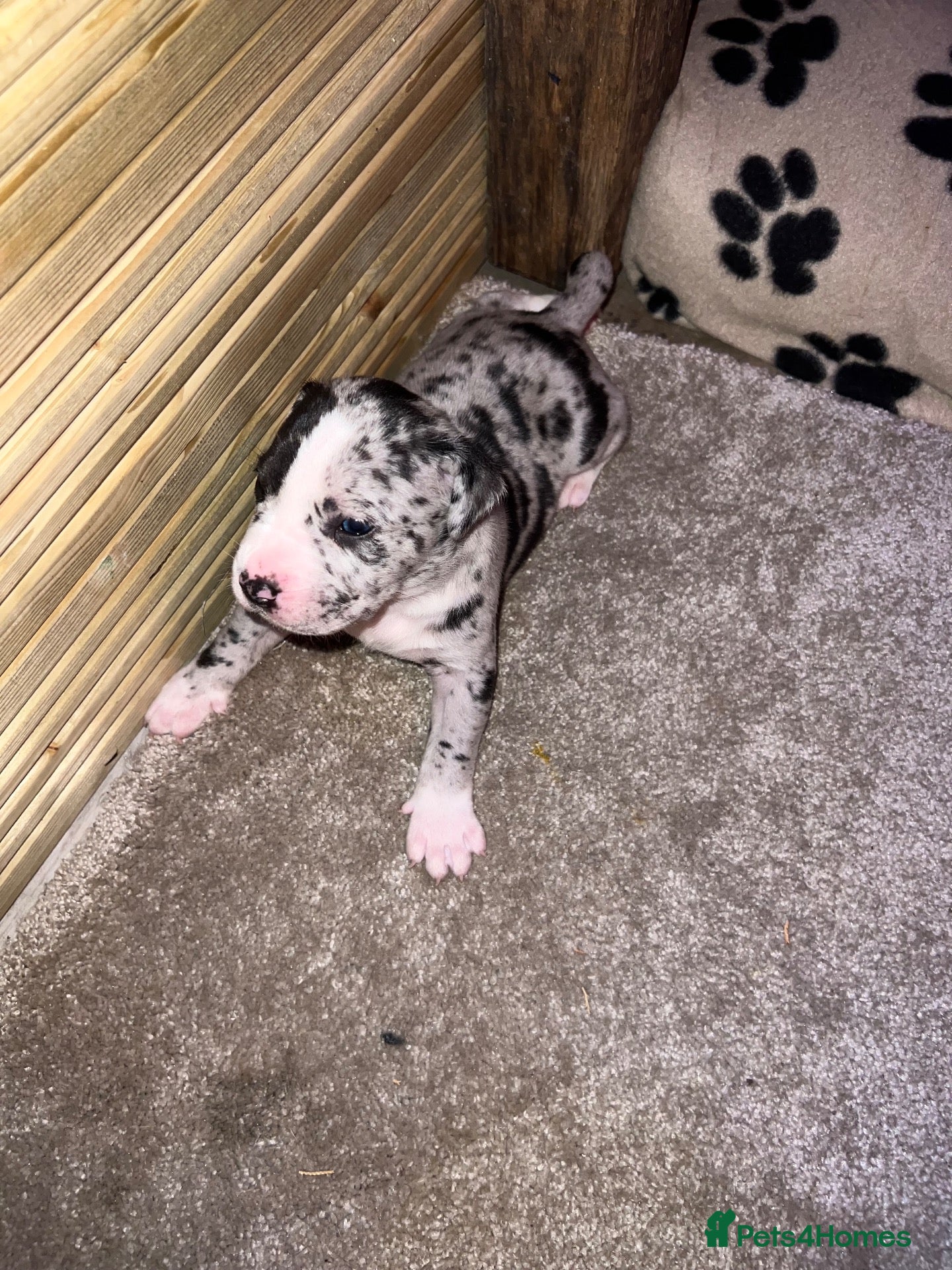Mixed Breed dogs Beautiful, chunky Staffy × Alapaha/Cane Corso pups - Advert 2