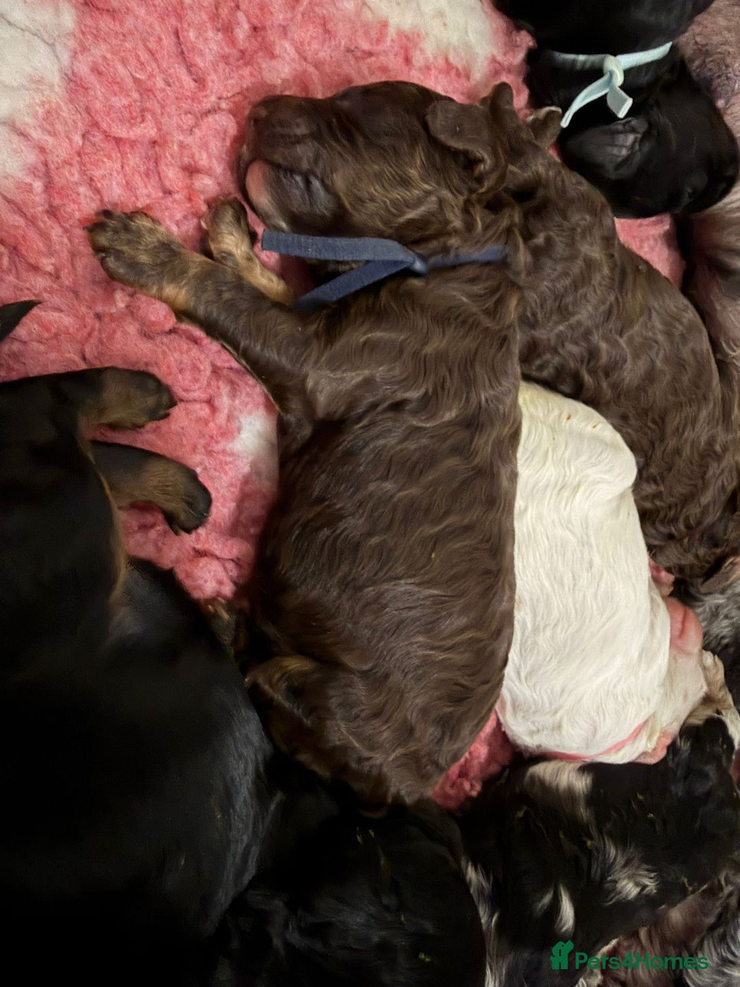 Cavapoo dogs for sale: STUNNING FULLY HEALTH TESTED F1B CAVAPOO  - Advert 18