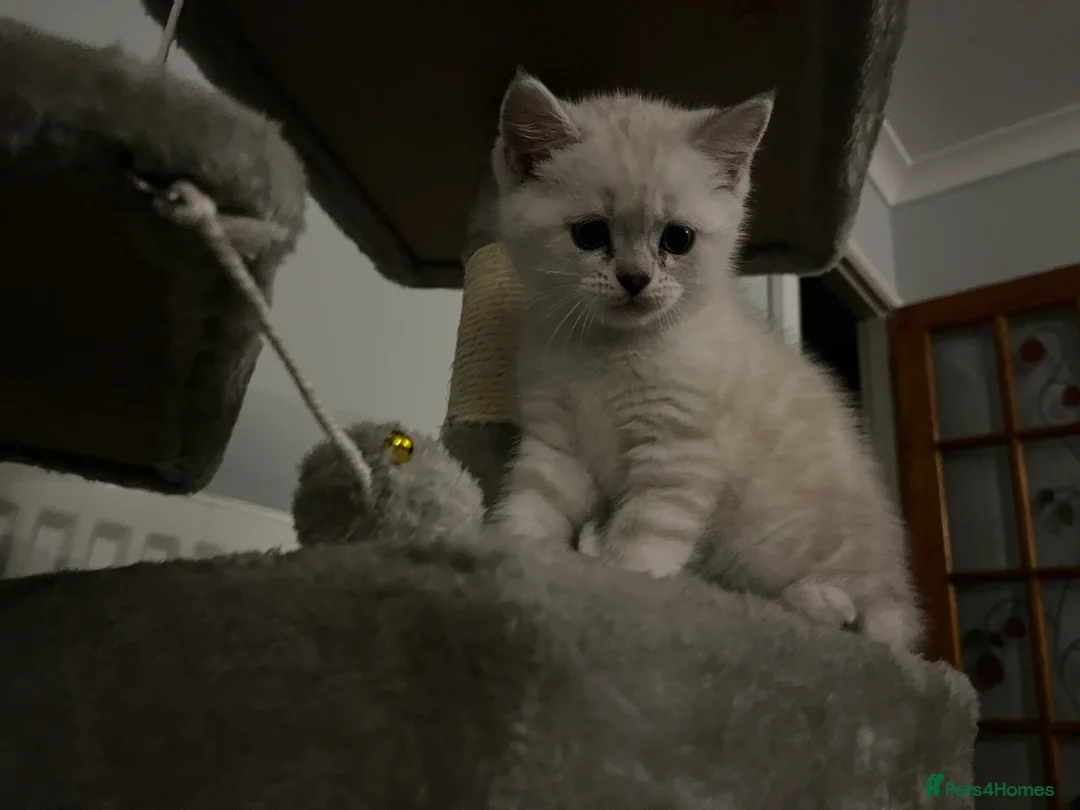 British Shorthair cats for sale: A beautiful kittens British shorthair  - Advert 15
