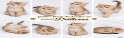 British Shorthair cats for sale: 3 Golden Black Shaded British Shorthairs - Advert 2