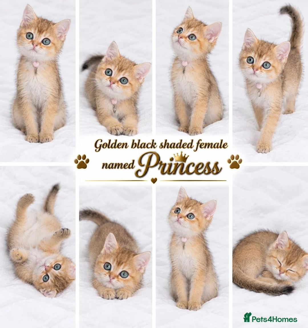 British Shorthair cats for sale: 3 Golden Black Shaded British Shorthairs - Advert 2